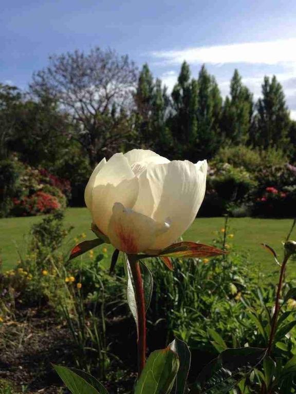 Rhododendron Garden Hotel Christchurch Bilik gambar